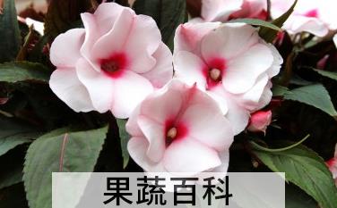 果蔬百科中国凤仙花怎么种