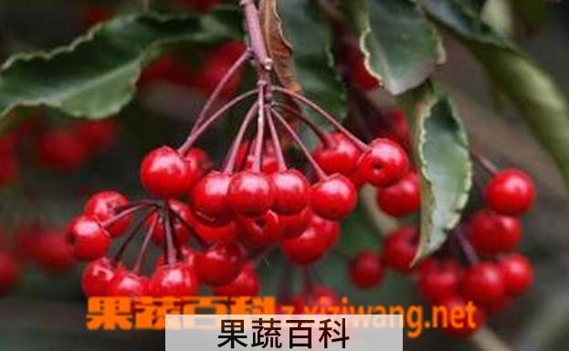 果蔬百科朱砂根的养殖方法