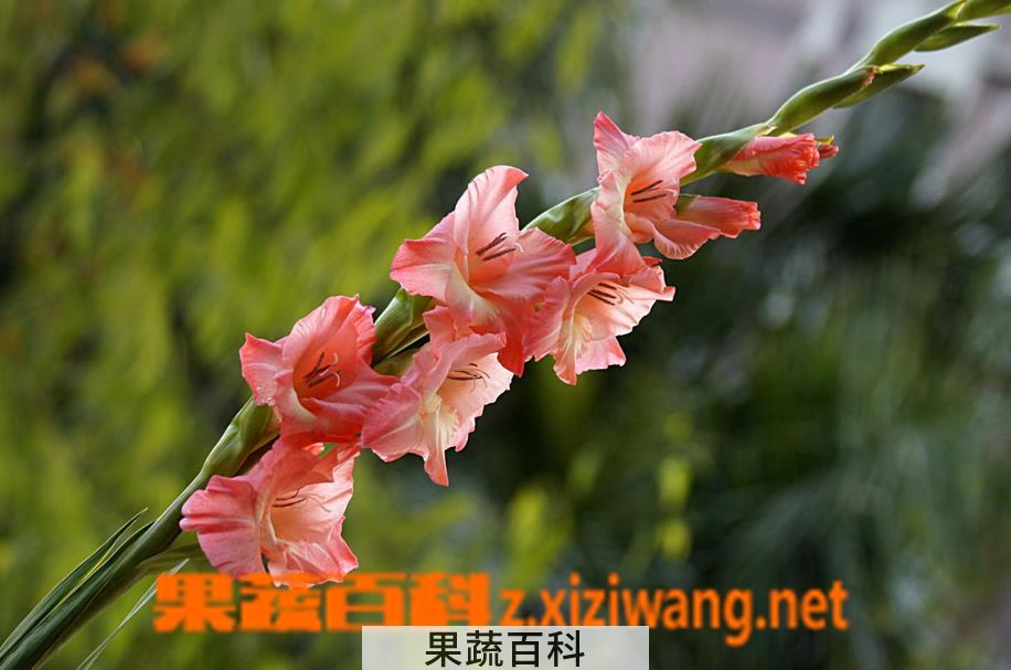 果蔬百科剑兰的养殖方法和注意事项