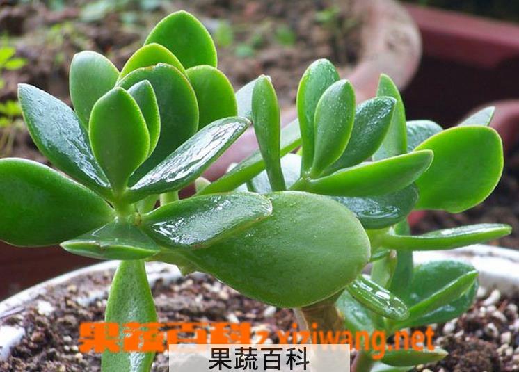 果蔬百科燕子掌(景天树)的养殖养护方法