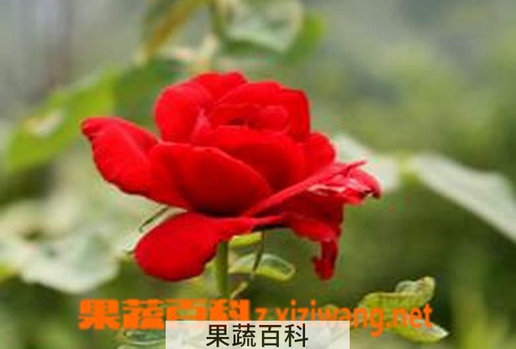 果蔬百科月季花白粉病的防治