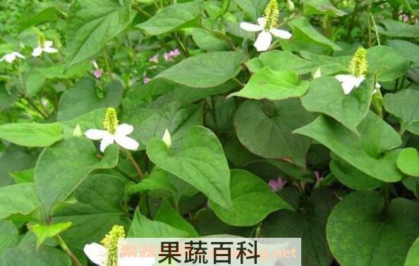 蕺菜的功效与作用 蕺菜的禁忌