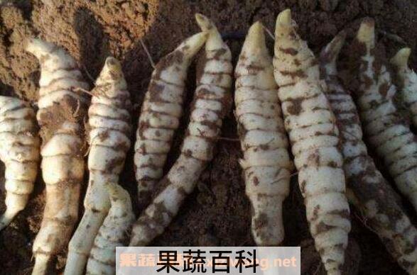 地藕的功效与作用 地藕的禁忌