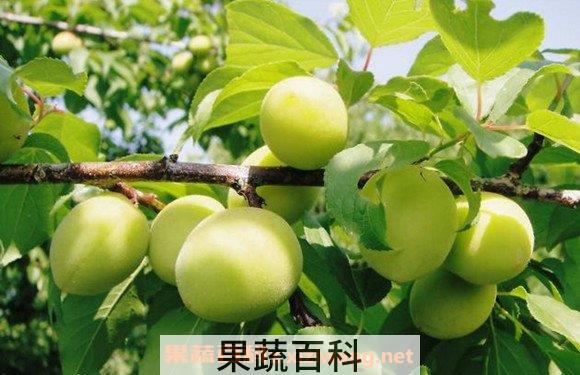 青梅