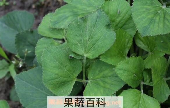 异叶茴芹的功效与作用