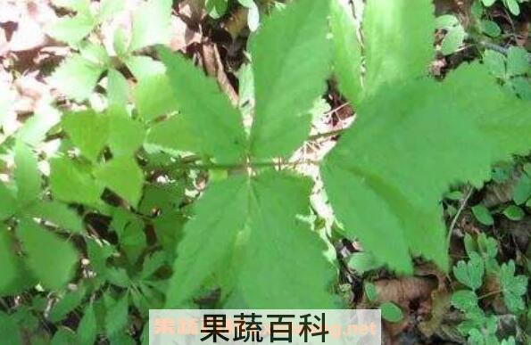 异叶茴芹的功效与作用