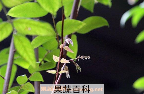 酸杨桃叶