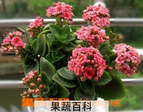 果蔬百科长寿花的养殖方法