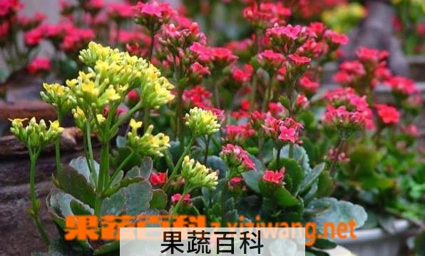 果蔬百科长寿花叶子变软怎么回事