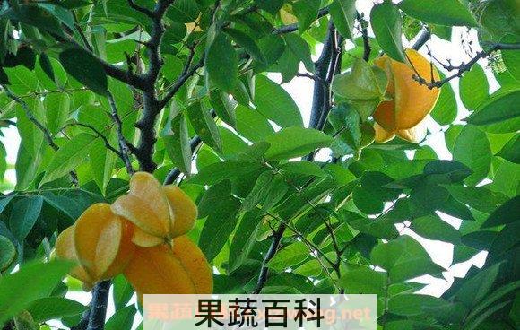 杨桃叶