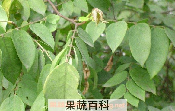 杨桃叶