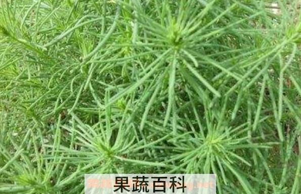 黄须菜的功效与作用 黄须菜的禁忌