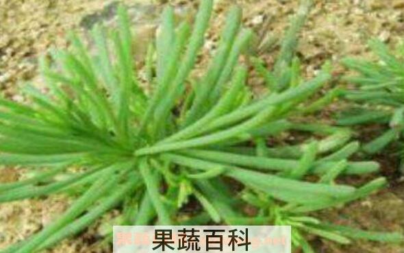 黄须菜的功效与作用 黄须菜的禁忌