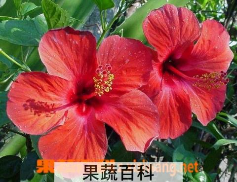 果蔬百科扶桑(大红花)的养殖方法