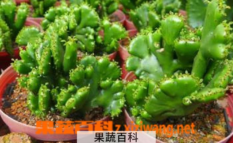 果蔬百科仙人山(山影拳)的养殖养护方法