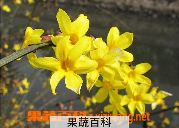 果蔬百科如何防治迎春花的常见病害