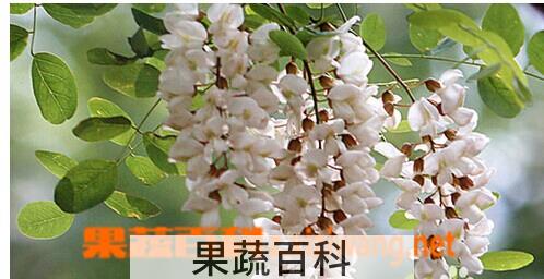 果蔬百科槐米