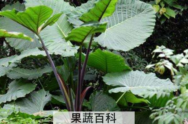 紫芋梗功效与作用