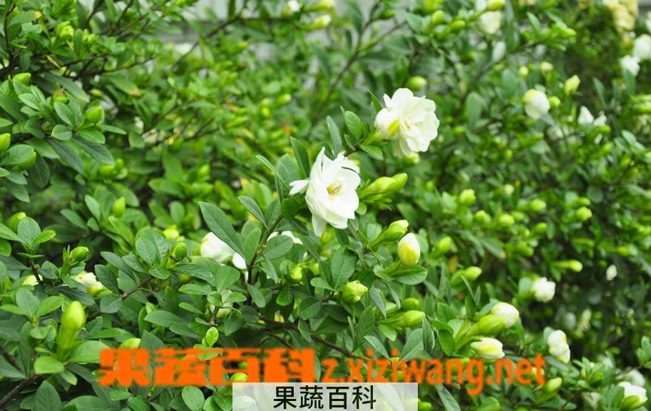 果蔬百科栀子花叶子发黄图解 栀子花叶子发黄是什么原因