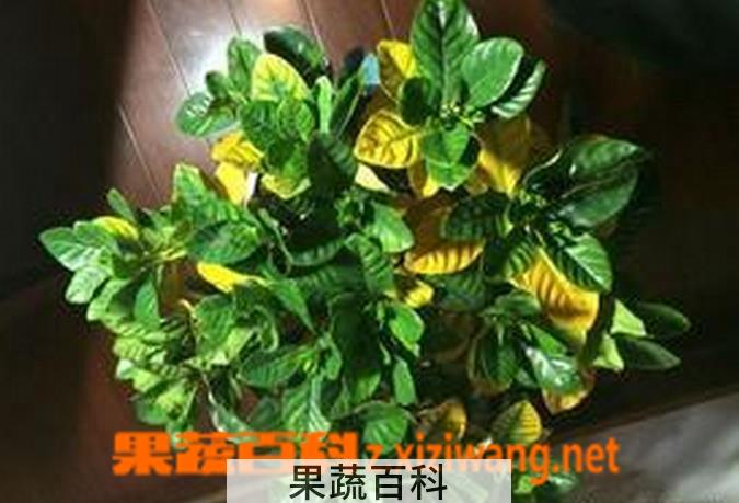 果蔬百科栀子花叶子发黄图解 栀子花叶子发黄是什么原因