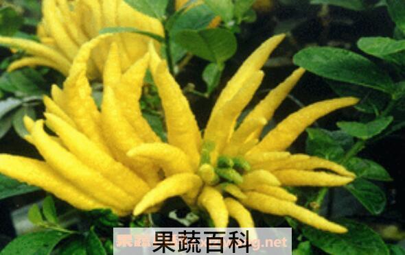 蒸佛手的功效与作用　蒸佛手的禁忌