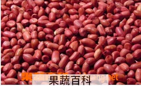 果蔬百科红皮花生