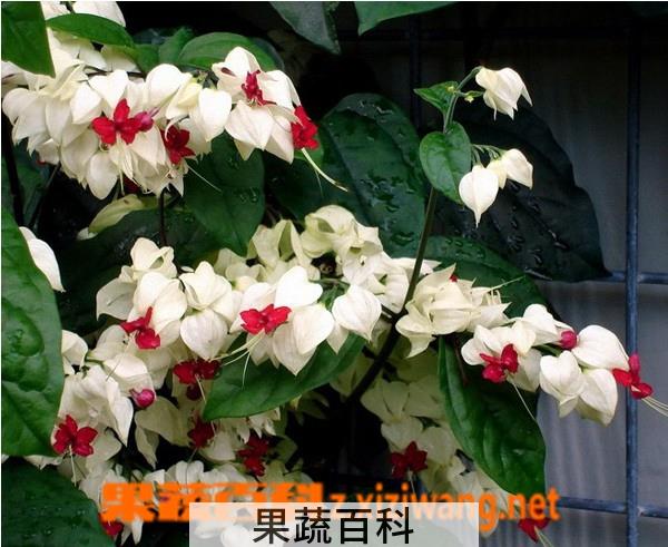 果蔬百科龙吐珠花的养殖方法
