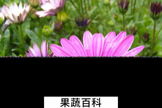 果蔬百科荷兰菊的养殖方法与注意事项