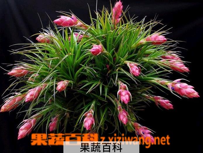 果蔬百科鸿运当头花怎么种