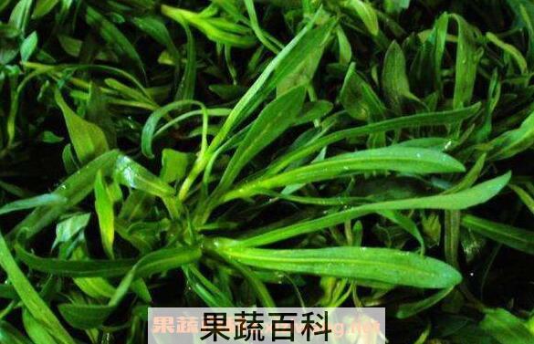 面条菜的功效与作用 面条菜的禁忌