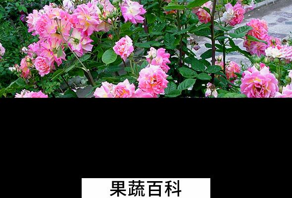 果蔬百科月季花种子怎么种