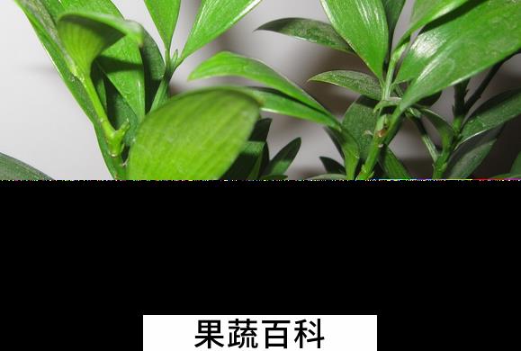 果蔬百科竹柏的功效与作用