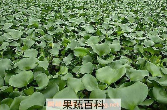 菱角藤的功效与作用及食用方法