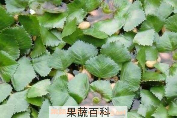 菱角藤的功效与作用及食用方法
