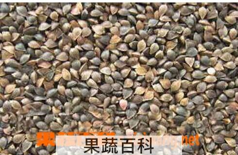 果蔬百科荞麦