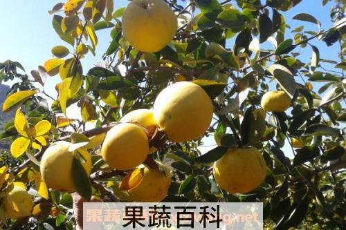 梨汁