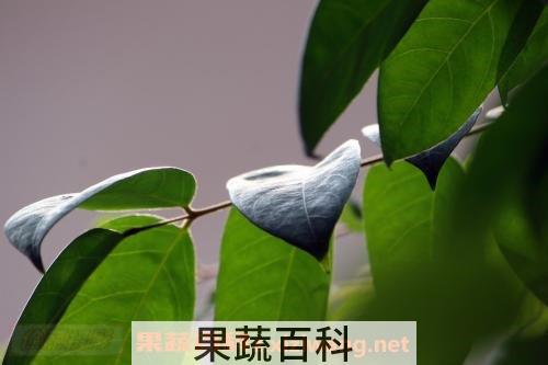 酸杨桃树叶