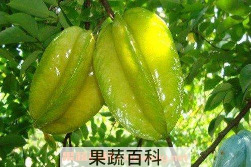 酸杨桃树叶