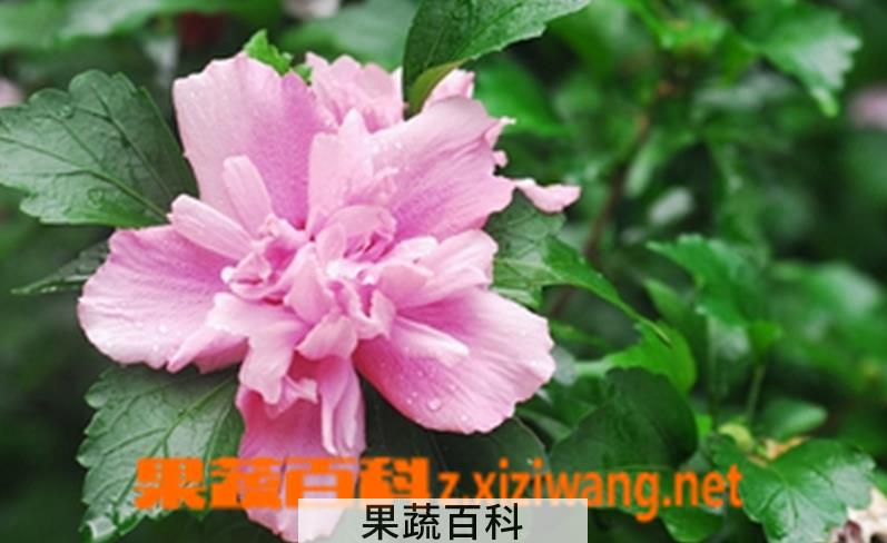 果蔬百科木槿花的养殖方法