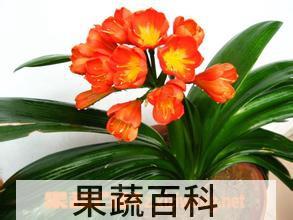 果蔬百科大花君子兰的繁殖和栽培技术