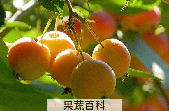 海棠果