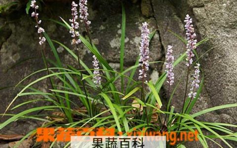 什么是麦冬草 麦冬草的养殖方法技巧