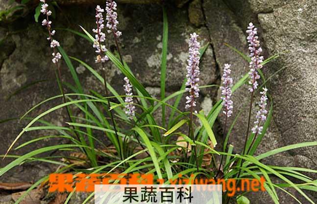果蔬百科麦冬草的养殖方法
