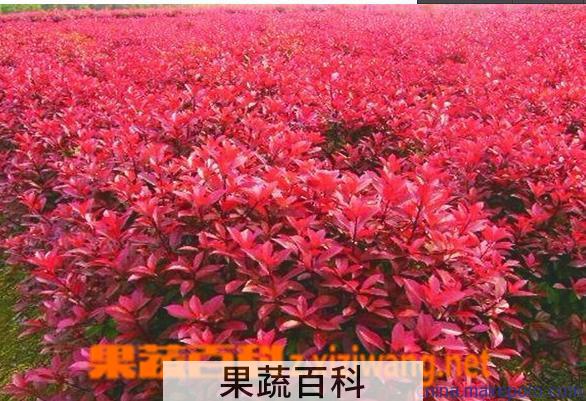 果蔬百科红叶石楠的养殖方法