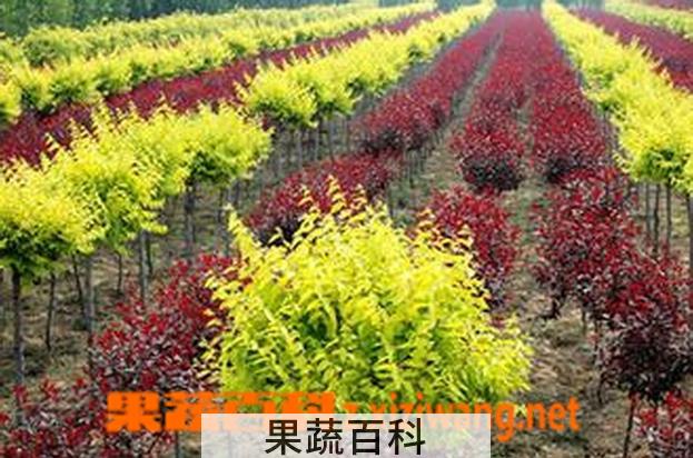 果蔬百科朱羽合欢的繁殖和栽培技术