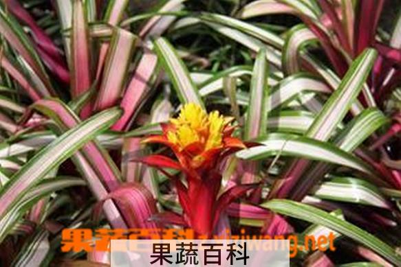 果蔬百科丹尼斯凤梨的养殖方法