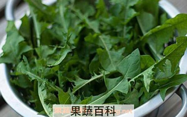 石灰菜的功效与作用