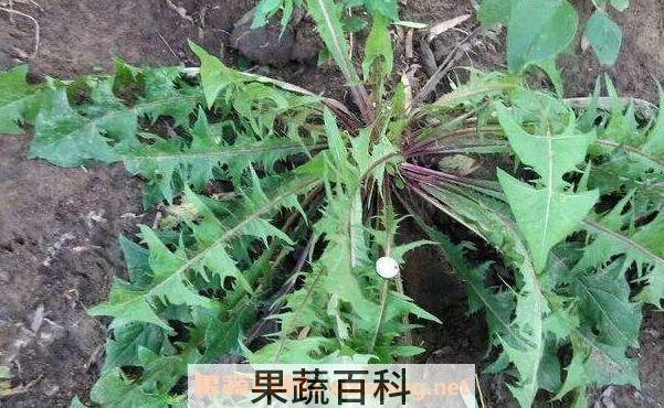 石灰菜的功效与作用