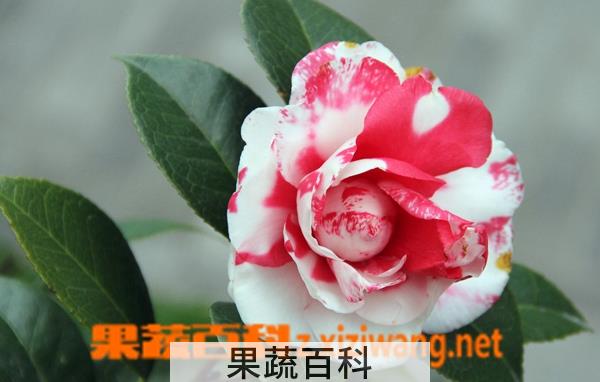 果蔬百科盆栽茶梅的养殖方法
