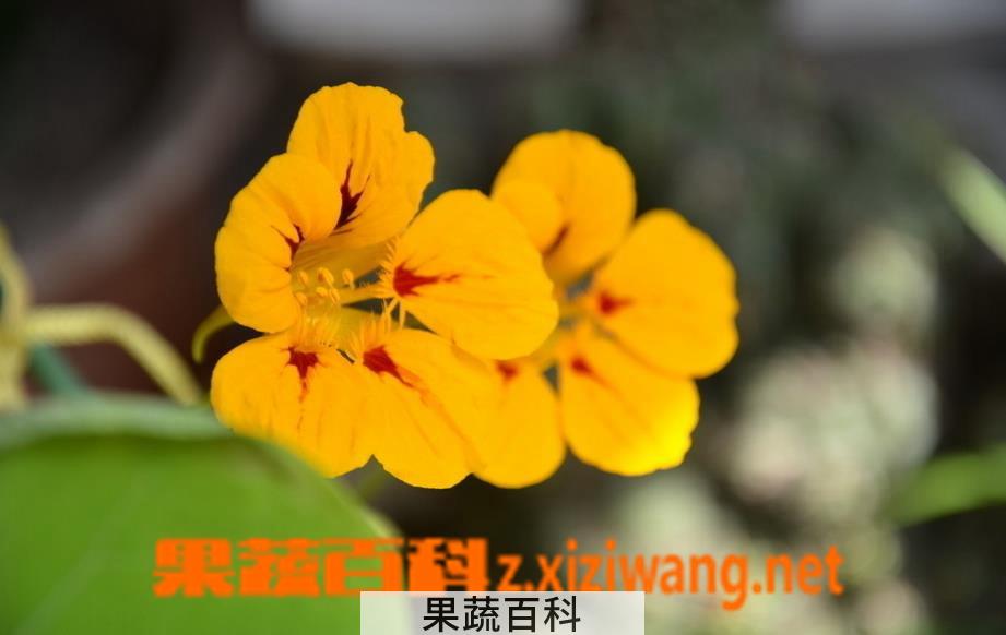 果蔬百科旱金莲图片 旱金莲种植方法图解